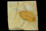Fossil Dogwood (Cornus) Leaf - Montana #120863-1